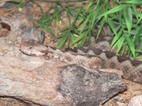 Пепелянка (Vipera ammodytes)